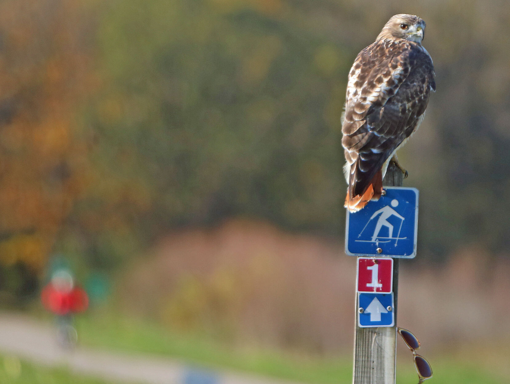 Red-tailed hawk